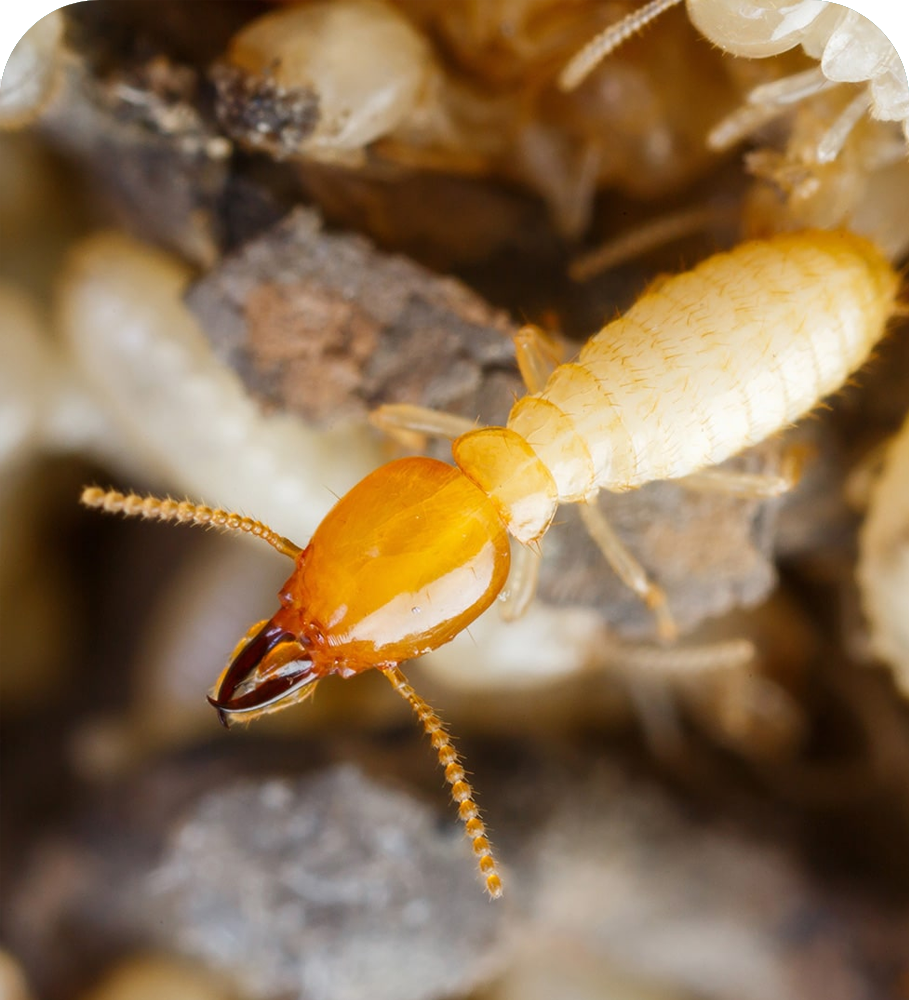 Termite Pest Control Services in Fort